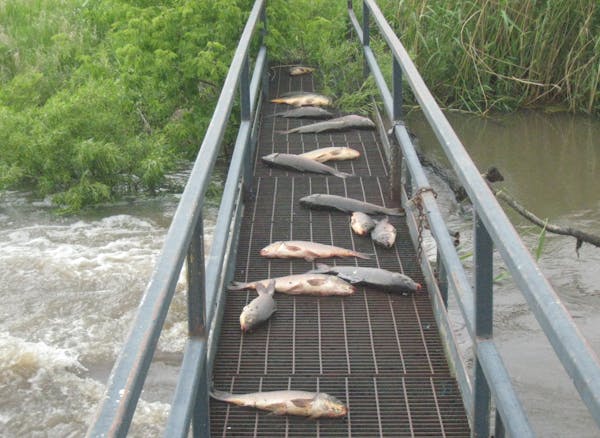 Carp were stranded on a walkway at a water control structure at Big Slough waterfowl production area in Murray County after floodwaters subsided. A ne