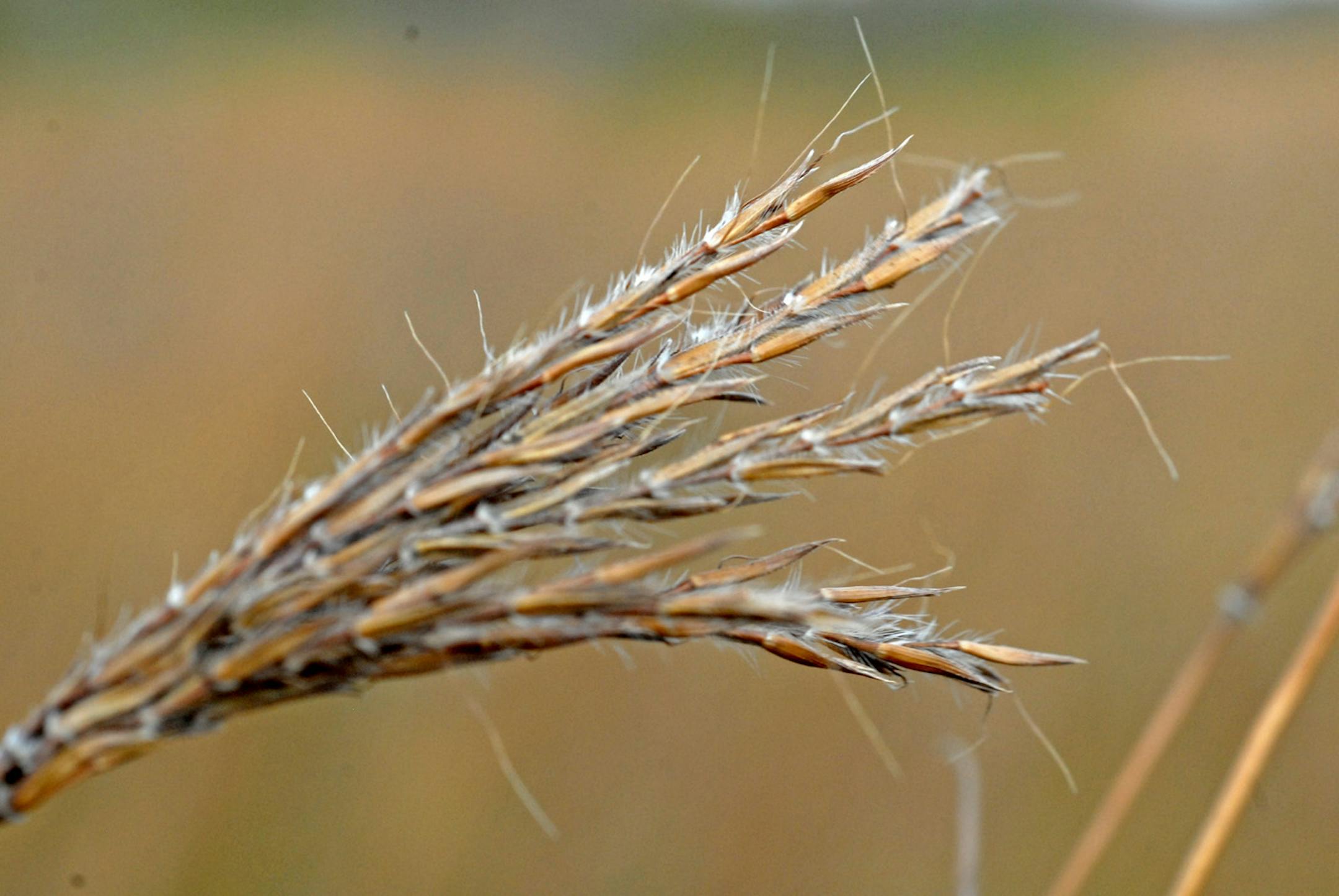 Native plants such as big bluestem benefit a natural area managed by The Nature Conservancy near Belgrade, Minn. The deep-rooted plants prevent erosion and help to nourish the soil.