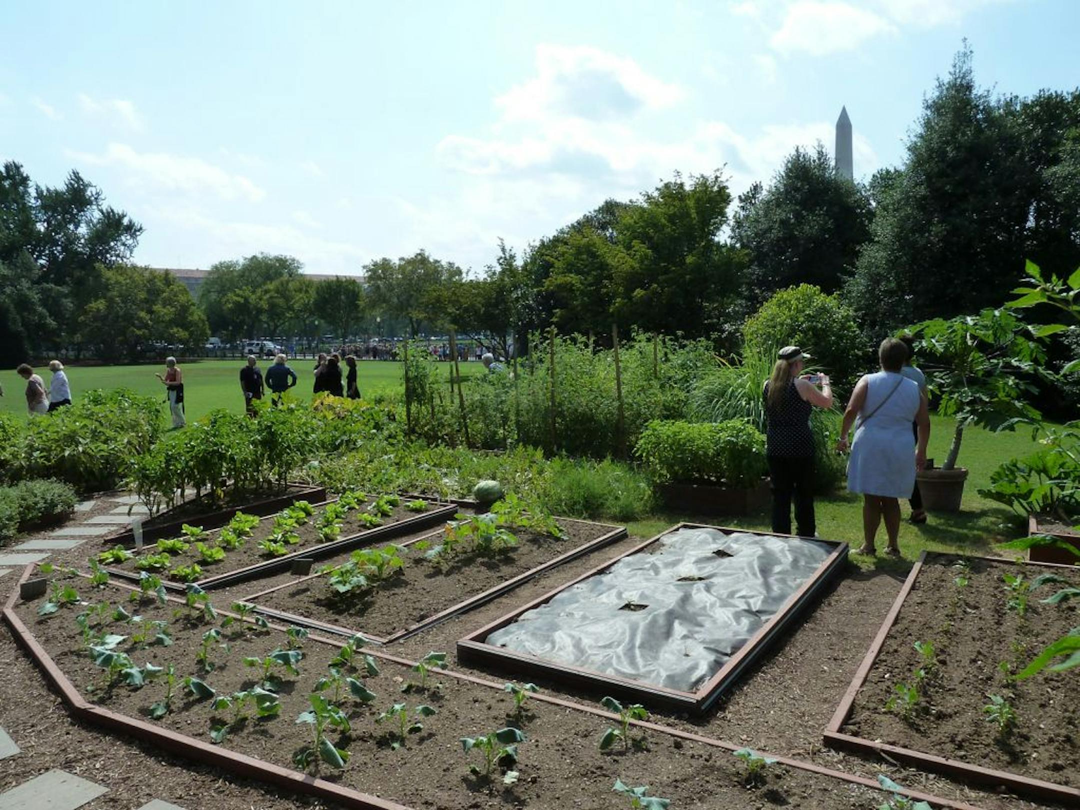 garden1: The garden is planted on the southwest corner of the South Lawn. That's the Washington Monument poking up among the trees.