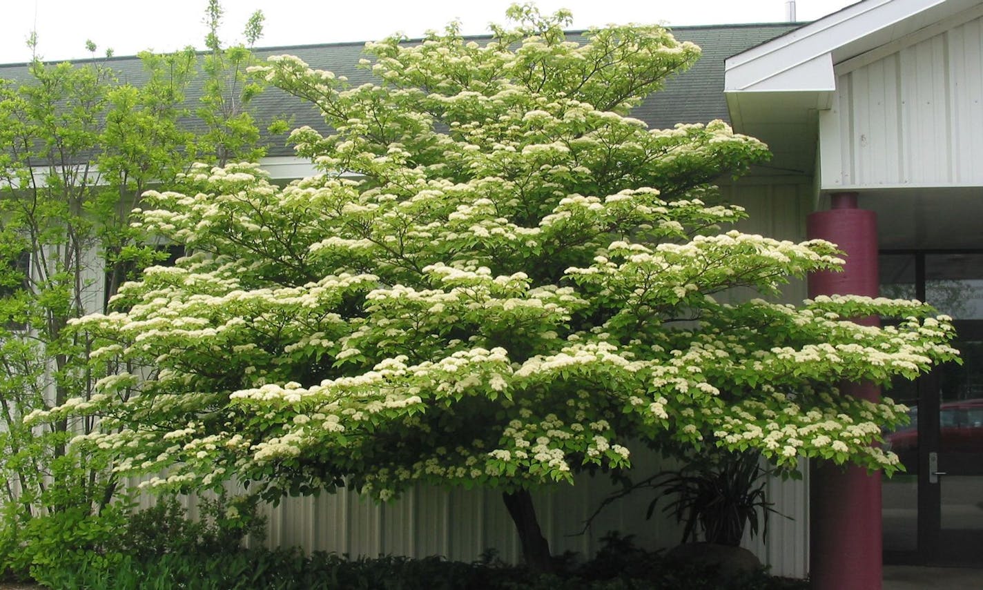 Author Alan Branhagen&#xed;s Top 10 Native Plants - Pagoda Dogwood.