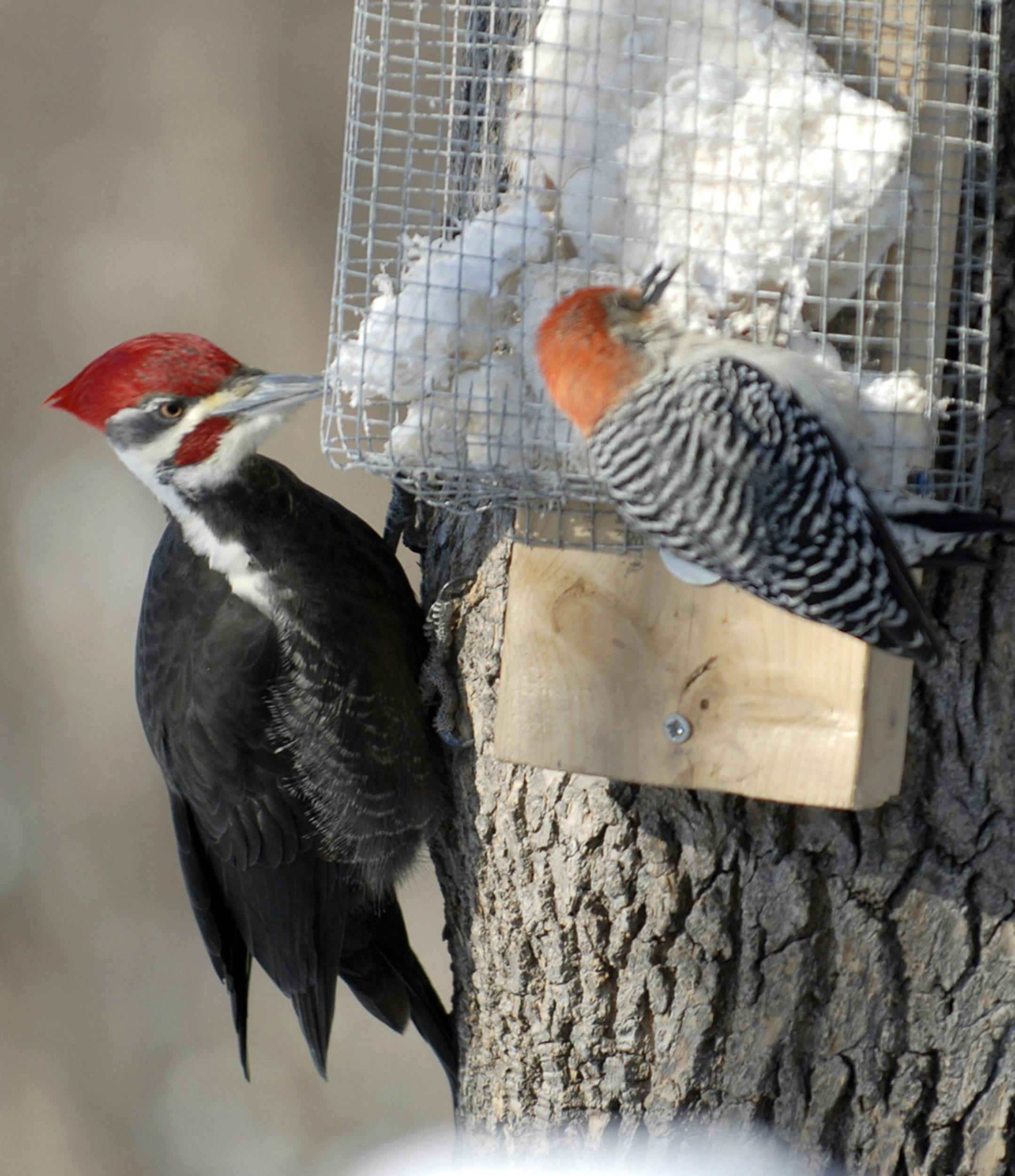 Photo by Jim Williams A red-bellied woodpecker (right), a fairly large bird in its own right, seems dwarfed by its huge relative, a pileated woodpecker, as both dine on suet.