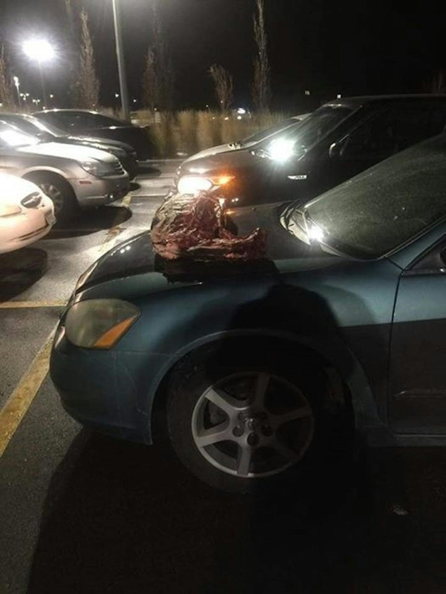 Deer carcasses were left on two cars outside a St. Cloud YMCA on Wednesday, Nov. 14, 2018. Police said two Somali men owned the cars and were working out when a 14-year-old St. Cloud boy put the carcasses on their cars while his father looked on. The two suspects haven't yet been named while criminal charges are being considered.