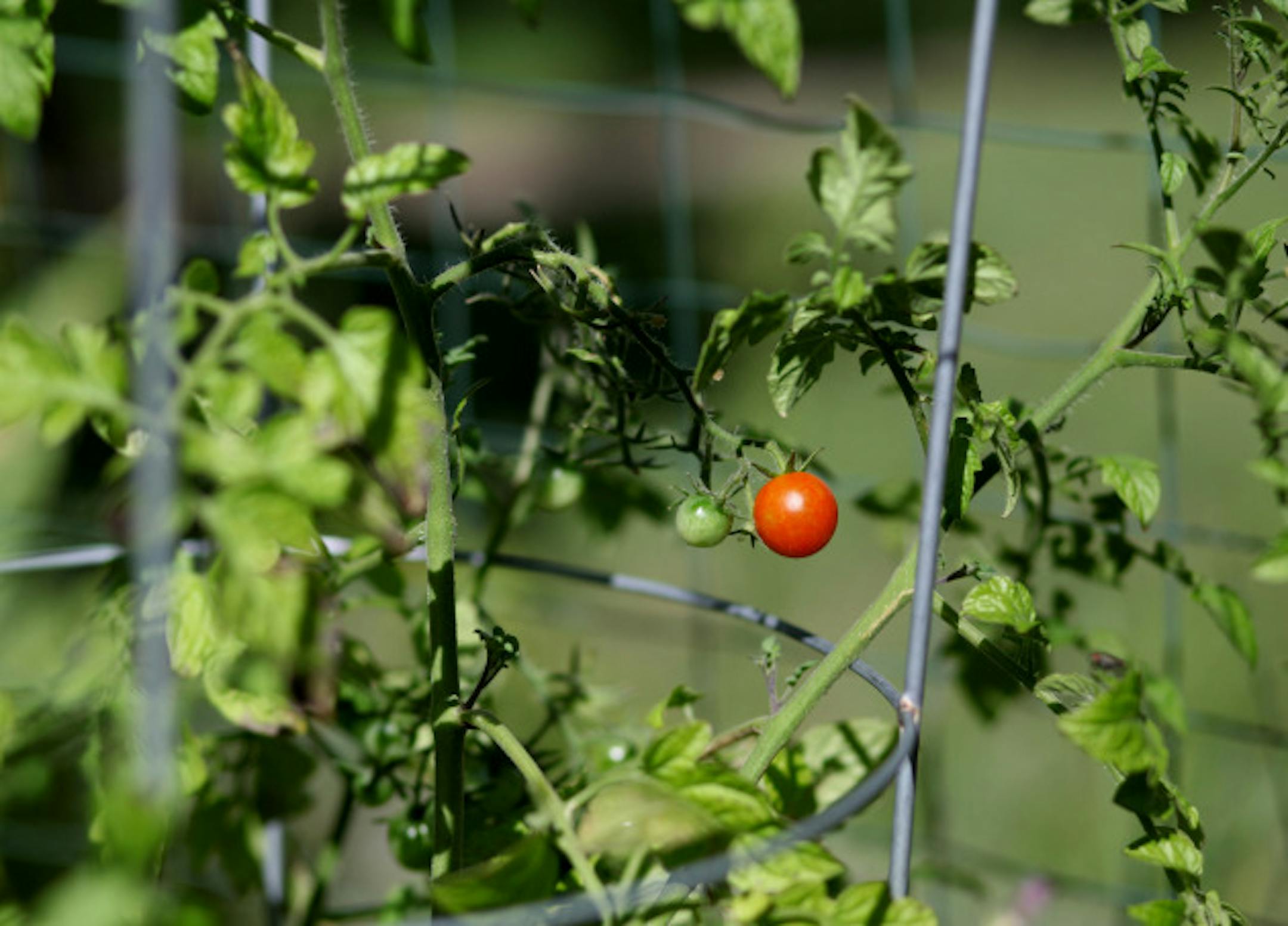 RENEE JONES SCHNEIDER ' reneejones@startribune.com Minneapolis, Minn. - 8/16/10 - GENERAL INFO - The final installment in a series following a rookie and a veteran gardener throughout the summer.  Pictures of Jamaica DelMar's garden.  - IN THIS PHOTO ]  Jamaica DelMar grew tomatoes in her Minneapolis garden this summer.