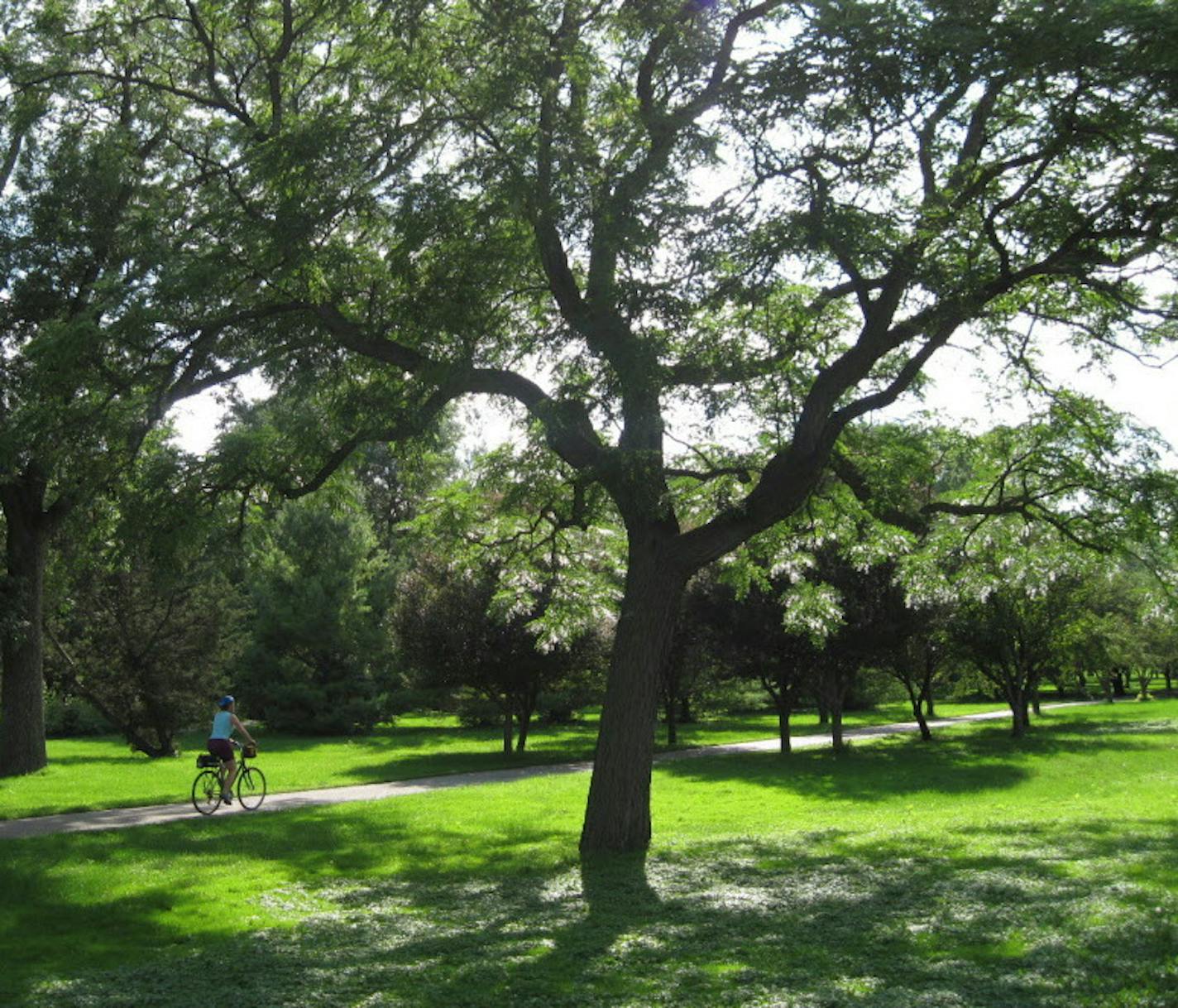 PHOTO BY BILL MCAULIFFE/STAR TRIBUNE. A bicyclist rode beneath an 80-year-old Kentucky coffee tree, one of several that stand between the northeast corner of Lake Nokomis and Minnehaha Parkway. The Kentucky coffee tree will be one of a handful of species Minneapolis residents will be seeing more of as foresters replant damaged or diseased trees.