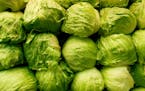 According to 2019 data, lettuce heads doing slightly better against lettuce leaves than in 2017 and 2018. (Marie Elena Sager/Dreamstime/TNS)