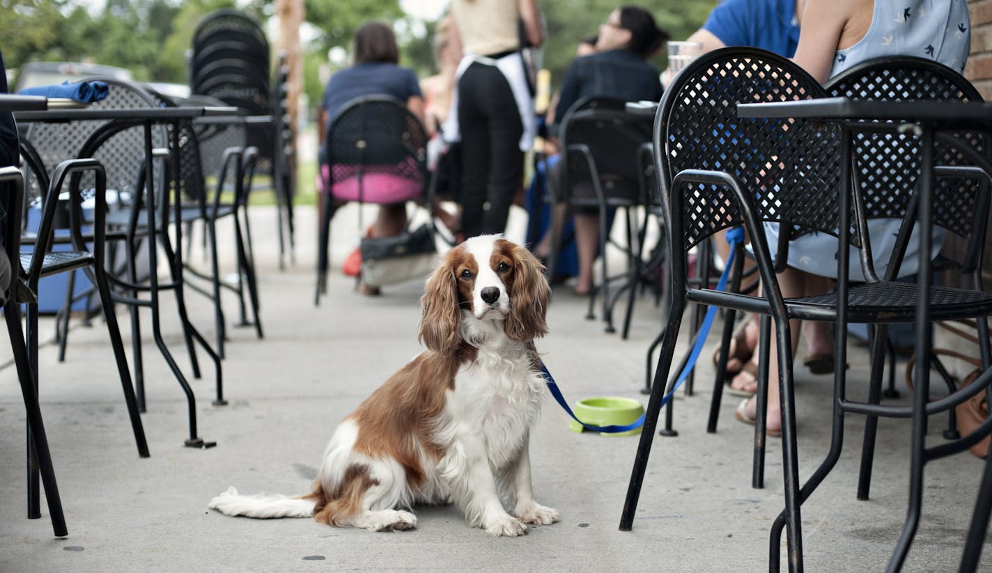 Ava, a 2-year-old cocker spaniel, waits patiently for her mom to finish up brunch at Lucia&#x2019;s.