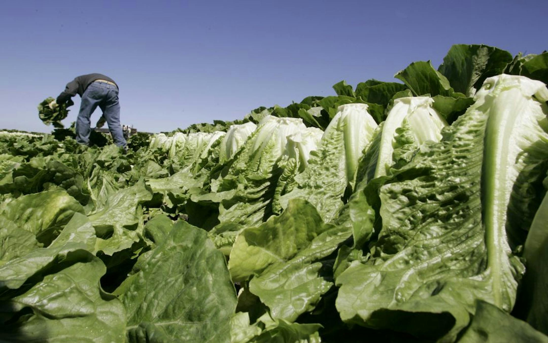 Leafy green vegetables were the leading source of food poisoning over an 11-year period, federal health officials said in January, 2013. However, the most food-related deaths were from contaminated chicken and other poultry.
