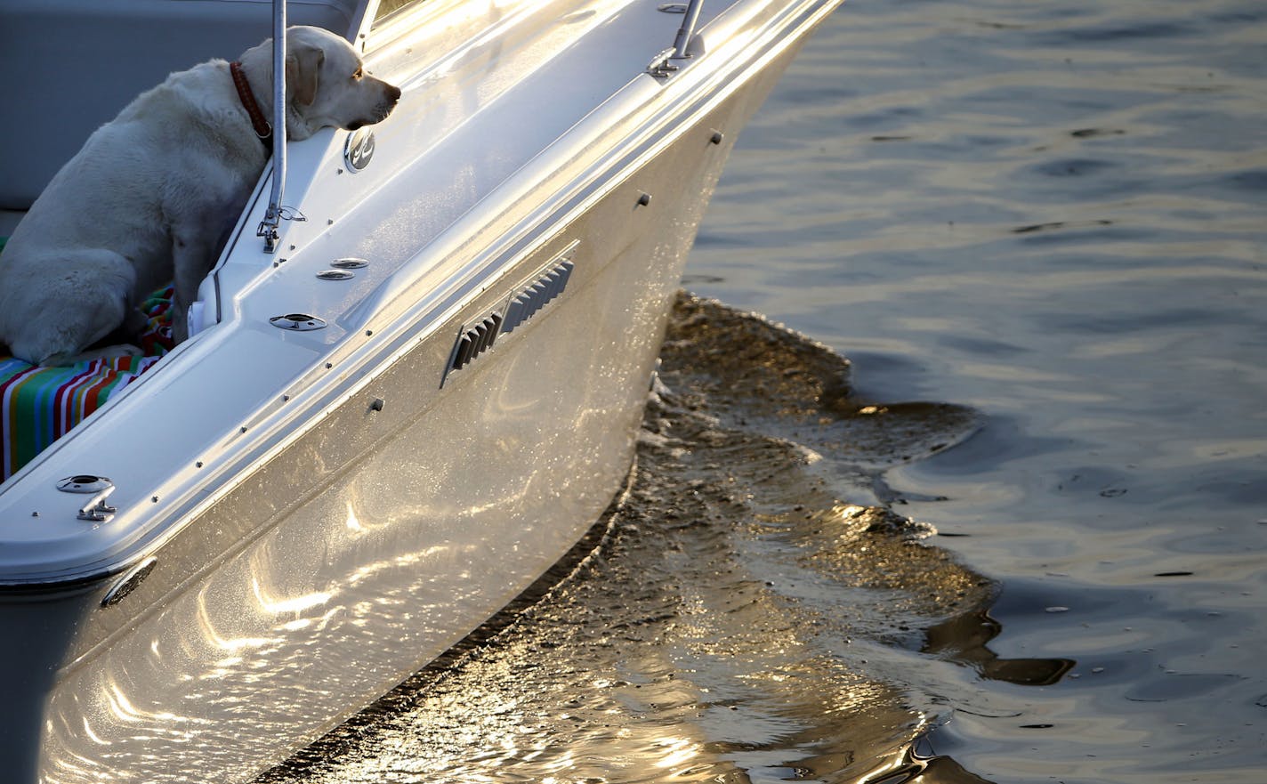 A dog aboard a boat on Lake Minnetonka takes in the fading light of day Friday, May 22, 2015, near Lord Fletcher's in Spring Park, MN.](DAVID JOLES/STARTRIBUNE)djoles@startribune.com As boaters flock to Minnesota lakes and rivers this holiday weekend for the unofficial kick-off to the boating season, they'll face more inspections in and out of the water as local cities and counties ramp up their work to stop the spread of invasive species. Across the metro, more boat accesses will be staffed by