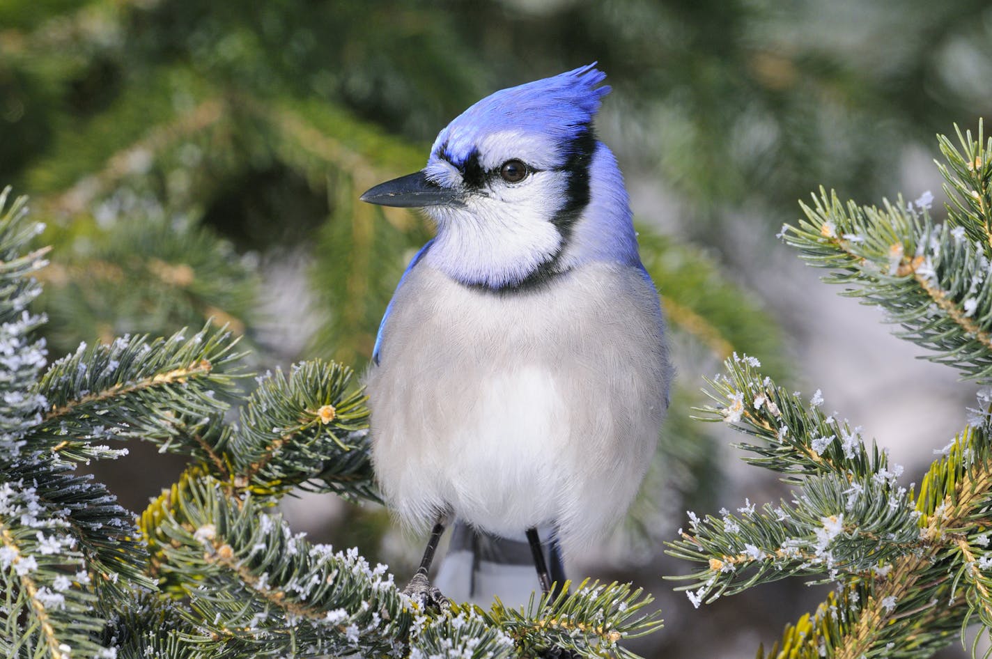 Because blue jays are common all year long they are, perhaps, under appreciated. However we cannont deny their stricking blue color.