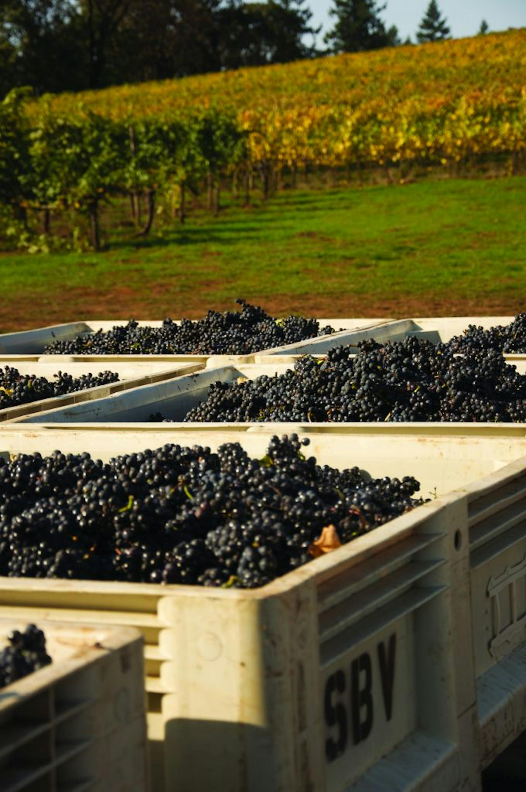 Sokol Blosser is one of the Oregon wineries with lovely aesthetics that would fit seamlessly into Northern California.