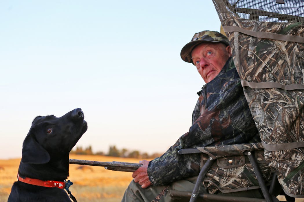 Bud Grant and Lilly, a black Labrador retriever, scanned the North Dakota skies, watching as ducks approached a barley field.