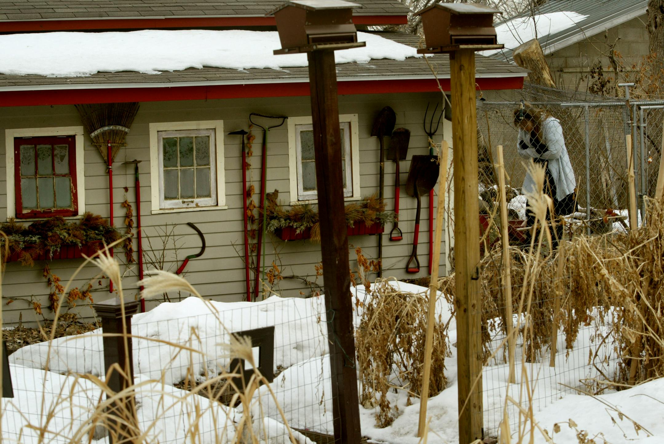 Rocky Gordon, Peat Villcutt, Ochen Kaylan and Leslie Ball raise chickens ducks and other birds for their eggs in the city of Minneapolis. Ball is at the chicken coop.