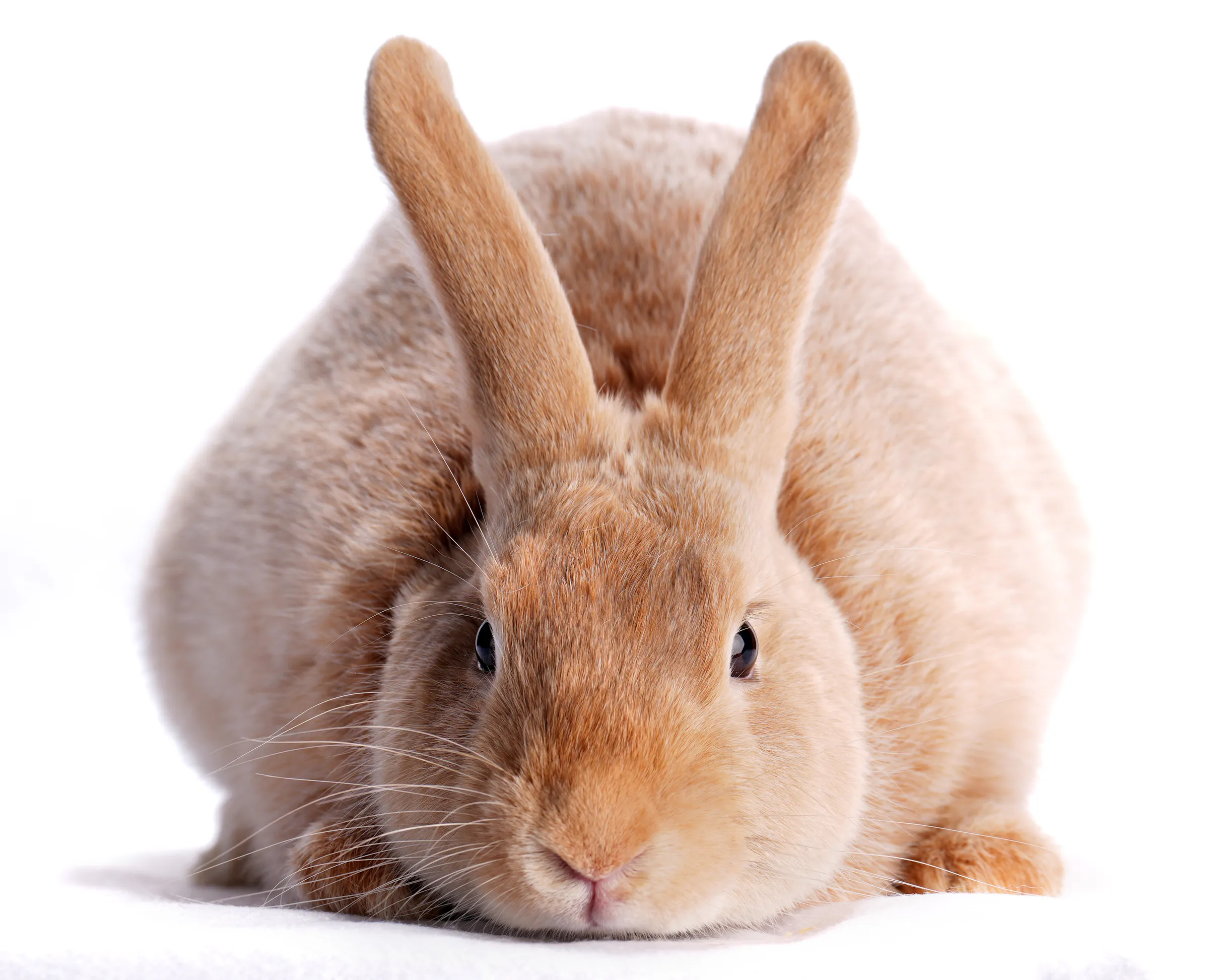 Portraits of Minnesota State Fair rabbits