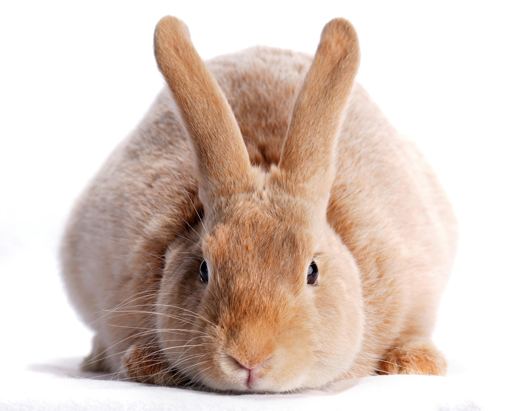A creme d'argent rabbit shown by Erik Bengtson of Canton, Minn.