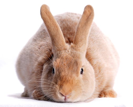 A creme d'argent rabbit shown by Erik Bengtson of Canton, Minn.