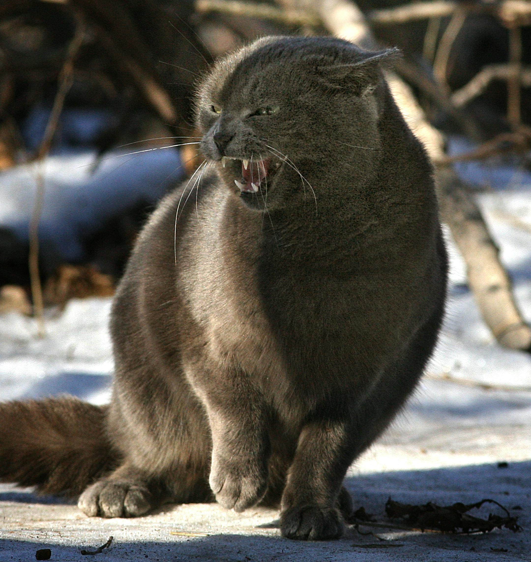 JIM GEHRZ ¥ jgehrz@startribune.com Anoka/February 22, 2007/3:00PM A feral cat hisses at another while feeding at a feral cat colony in Anoka. Animal Ark Shelter manages the colony of about 50 cats. According to shelter executive director Mike Fry, the animals have been vaccinated against rabies, spayed or neutered and are fed regularly.
