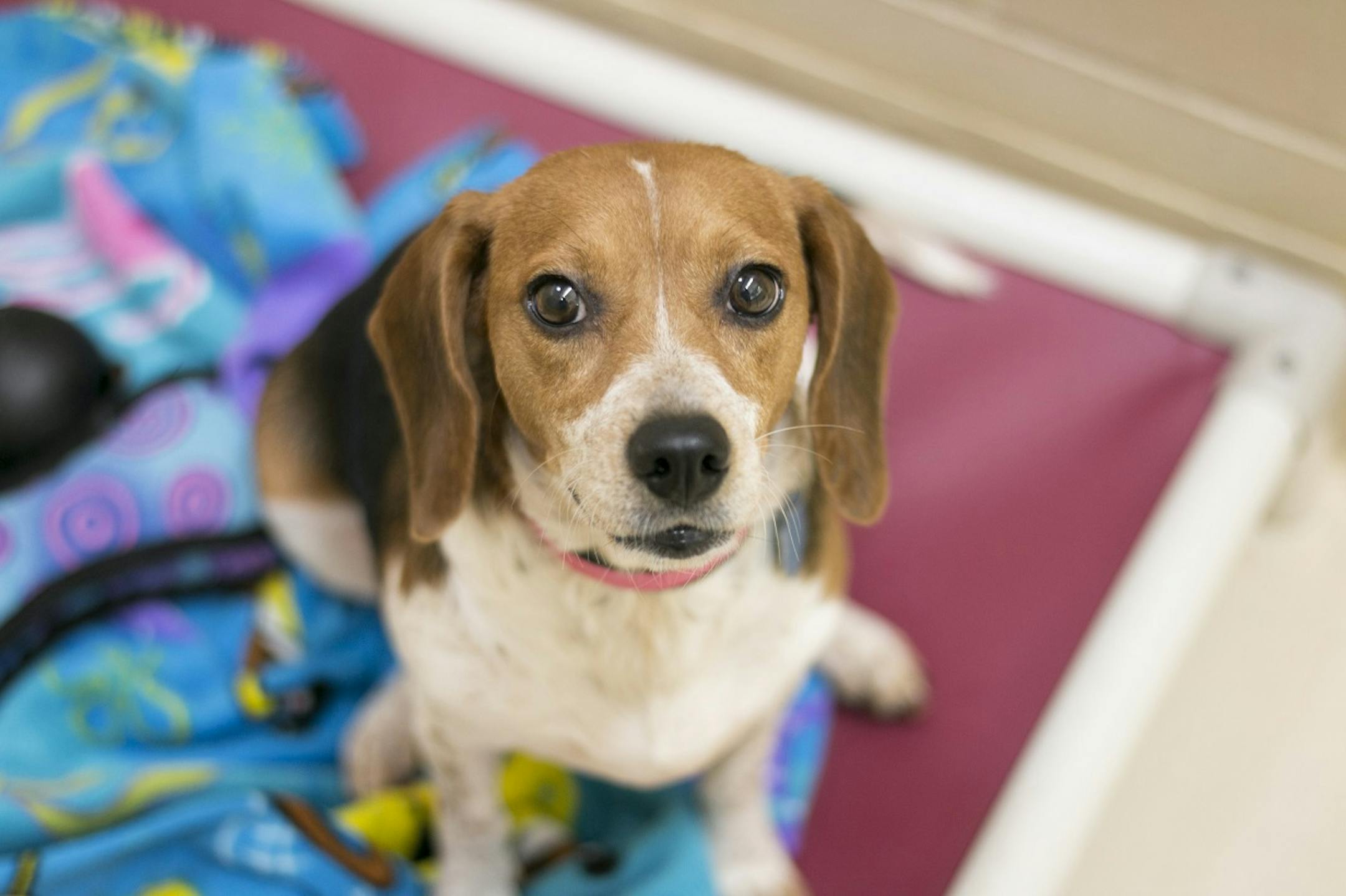 One of the dogs adopted through the Animal Humane Society. Last year the nonprofit, operating on a $22 million budget, helped 23,565 animals find new homes.
Source: Animal Humane Society
