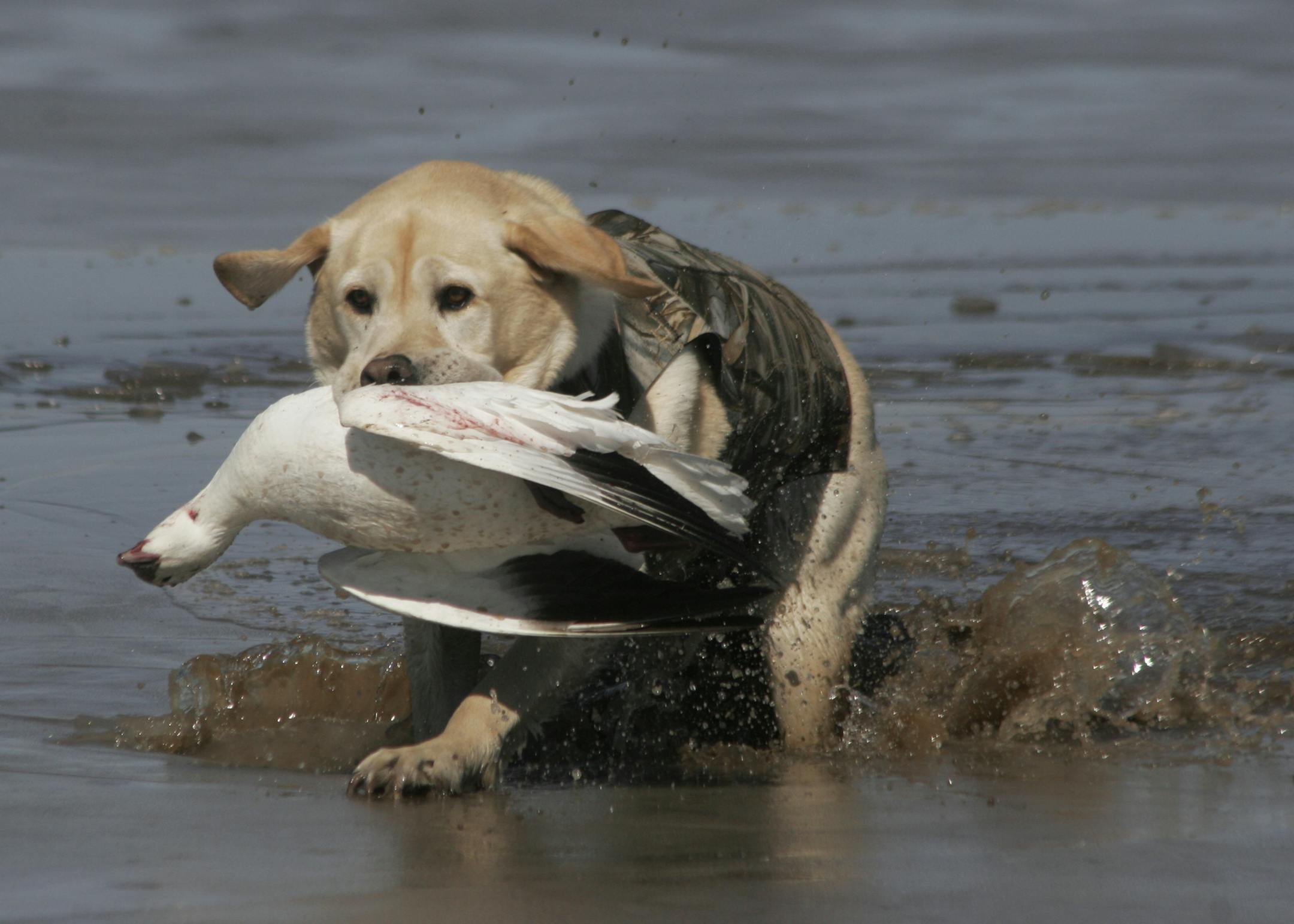 Rhys, a yellow Lab, breaks through ice on a pond to retrieve a downed snowgoose during a hunt Saturday in eastern South Dakota. Temperatures in the 50s and 60s soon melted the ice. Doug Smith/Star Tribune; March 29, 2014, near Aberdeen, S.D.