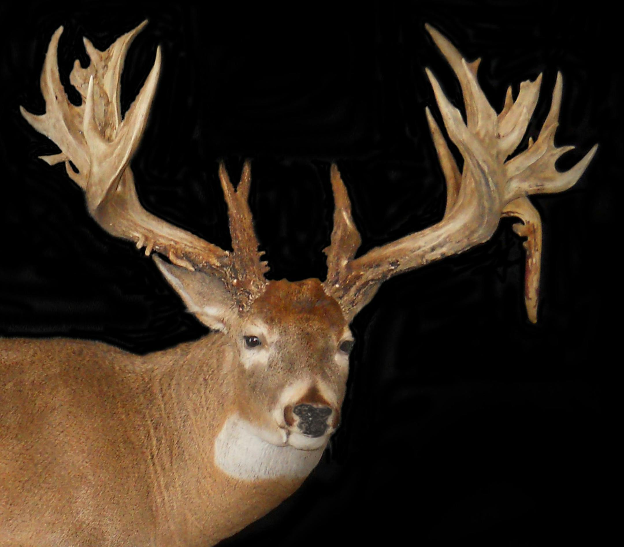 This deer is called “Ole Two Row’’ because the deer’s massive rack knocked down two rows of corn when it ran through an Iowa field. It was killed in 2012.