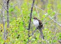 Black-billed cuckoo, by Jim Williams, Special to the Star Tribune