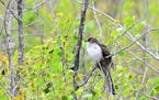 Black-billed cuckoo, by Jim Williams, Special to the Star Tribune