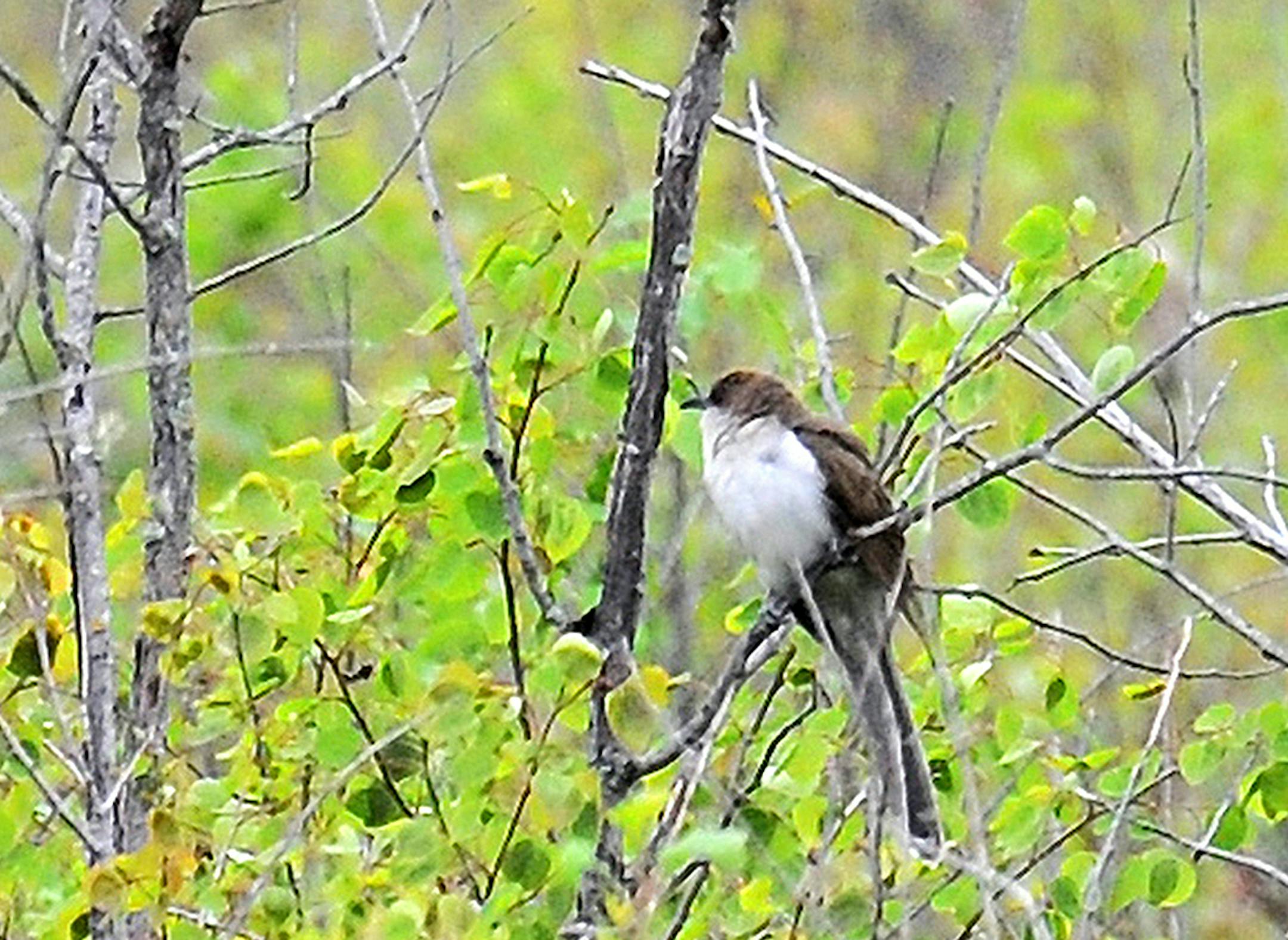 Black-billed cuckoo, by Jim Williams, Special to the Star Tribune