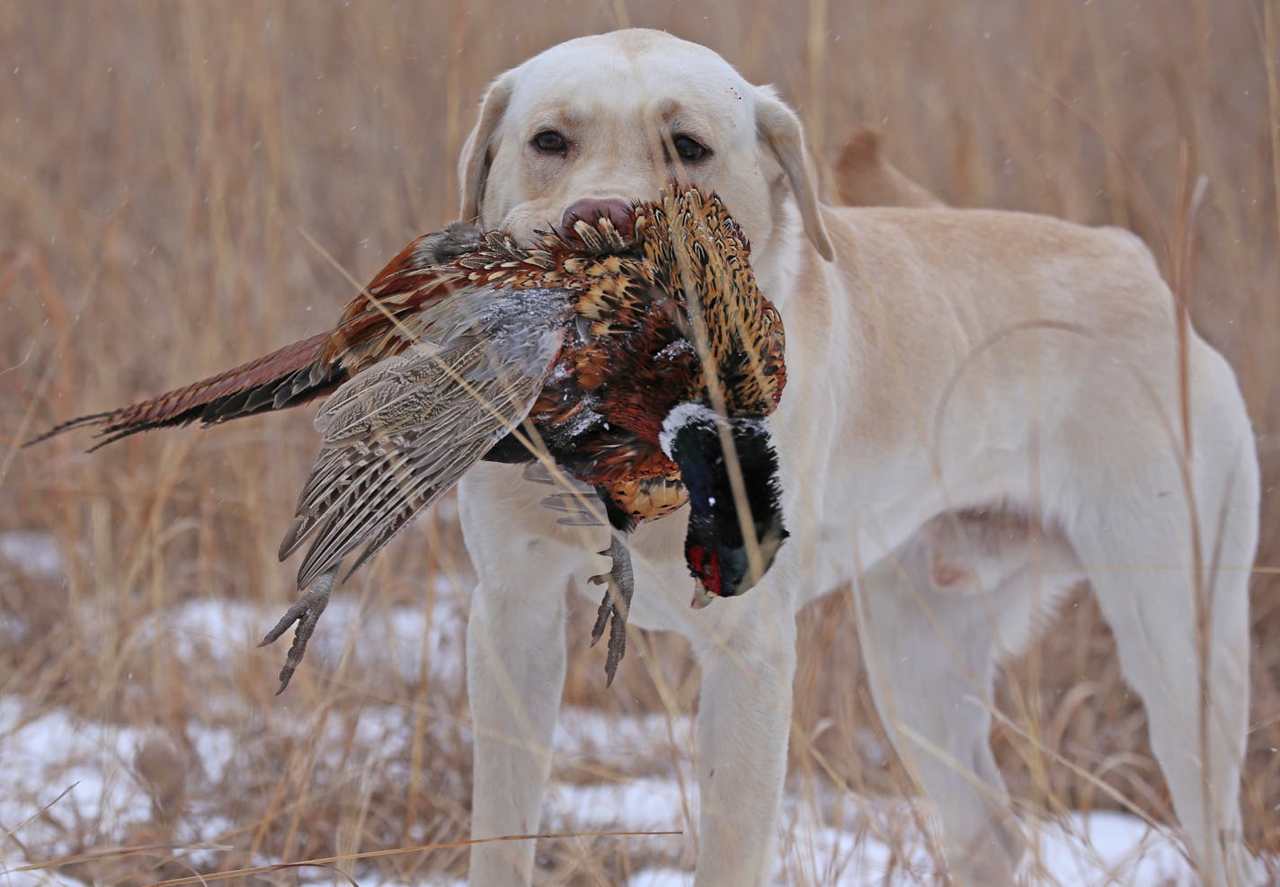 One of Randy Schmiesing's Labradors retrieved a pheasant that was taken during a hunt on property that Schmiesing owns near Chokio, in west-central Minnesota.