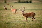 State wildlife officials are scrambling to protect Minnesota’s herd.
