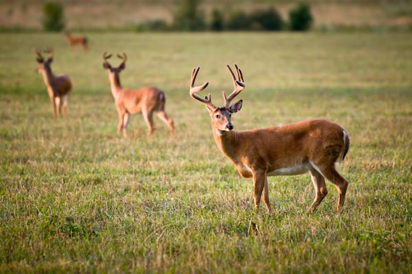 State wildlife officials are scrambling to protect Minnesota’s herd.