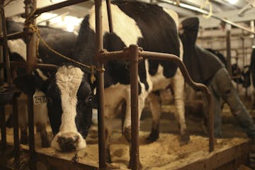 Wisconsin ranks second in organic farming after California, according to the USDA. Brothers Jim and Alan Ideker run an organic dairy there. (JEFF WHEE