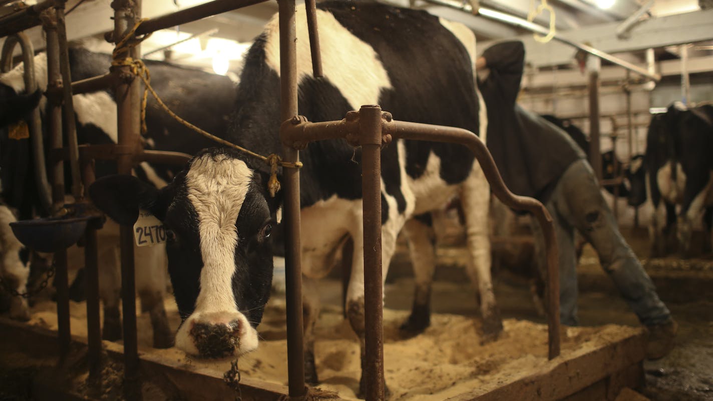 Wisconsin ranks second in organic farming after California, according to the USDA. Brothers Jim and Alan Ideker run an organic dairy there. (JEFF WHEELER/Star Tribune file photo)