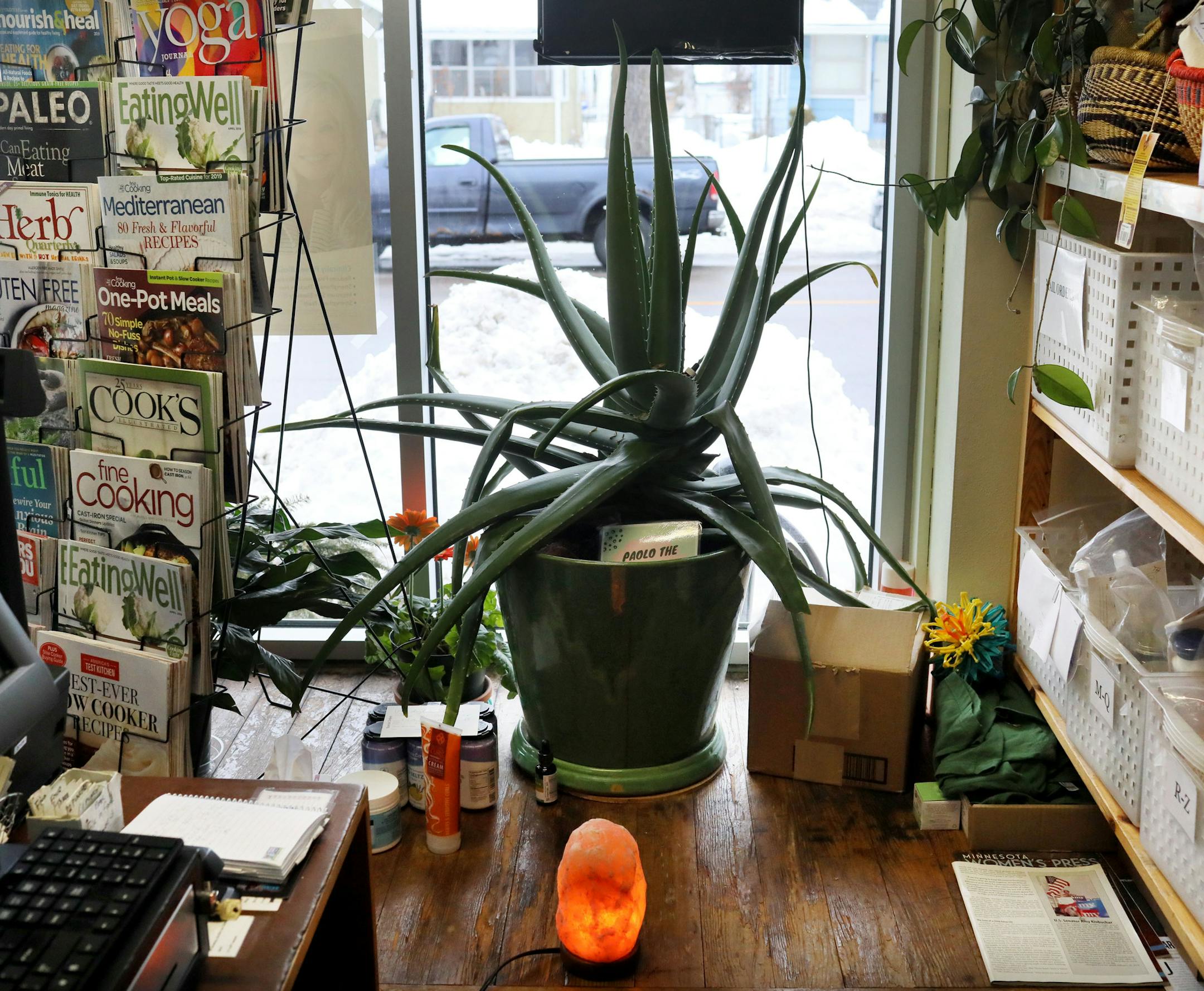 Paolo, the 40-year-old aloe vera plant is the mascot at Mastel's Health Foods, a quirky little store in St. Paul that claims to be the oldest health and wellness store in the state and seen Tuesday, March 12, 2019, in St. Paul, MN.] DAVID JOLES •david.joles@startribune.com A Mainstay feature about Mastel's Health Foods, a quirky little store in St. Paul that claims to be the oldest health and wellness store in the state. They sell all kinds vitamins, minerals, supplements, herbs, personal