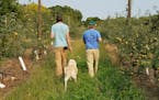 Adam Theis and Aaron Klocker walk the Milk & Honey orchards in St. Joseph, Minn.