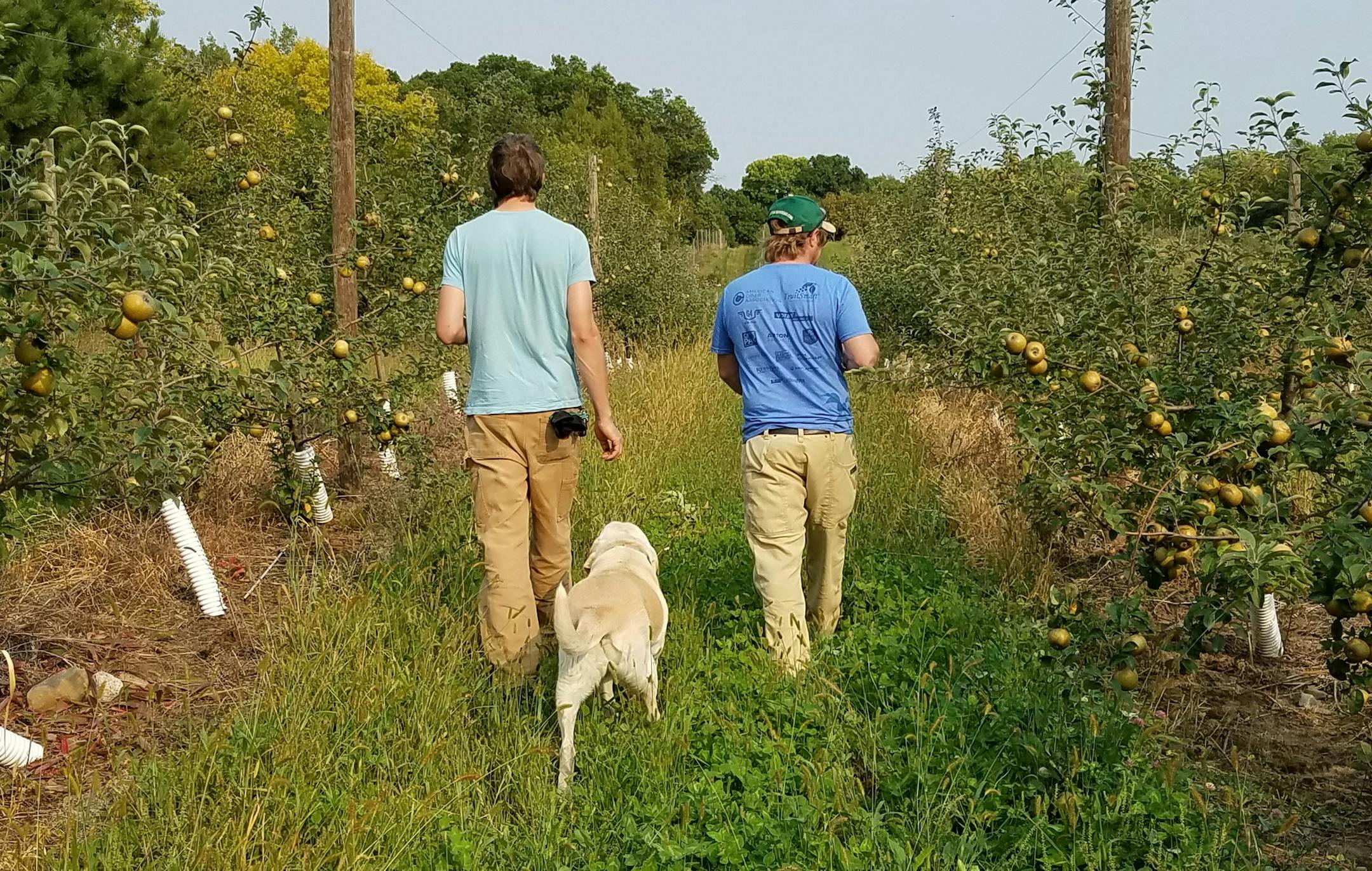 Adam Theis and Aaron Klocker walk the Milk & Honey orchards in St. Joseph, Minn.