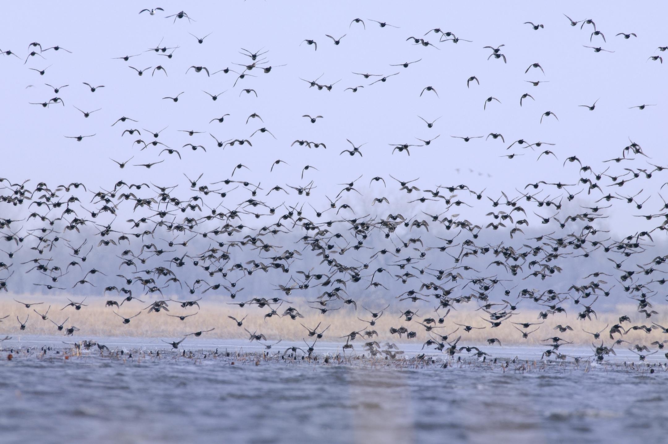 A flock of ducks, primarily lesser scaup, take flight from a partially frozen prairie marsh. During spring migration, the prairie is often overrun with migrating birds.