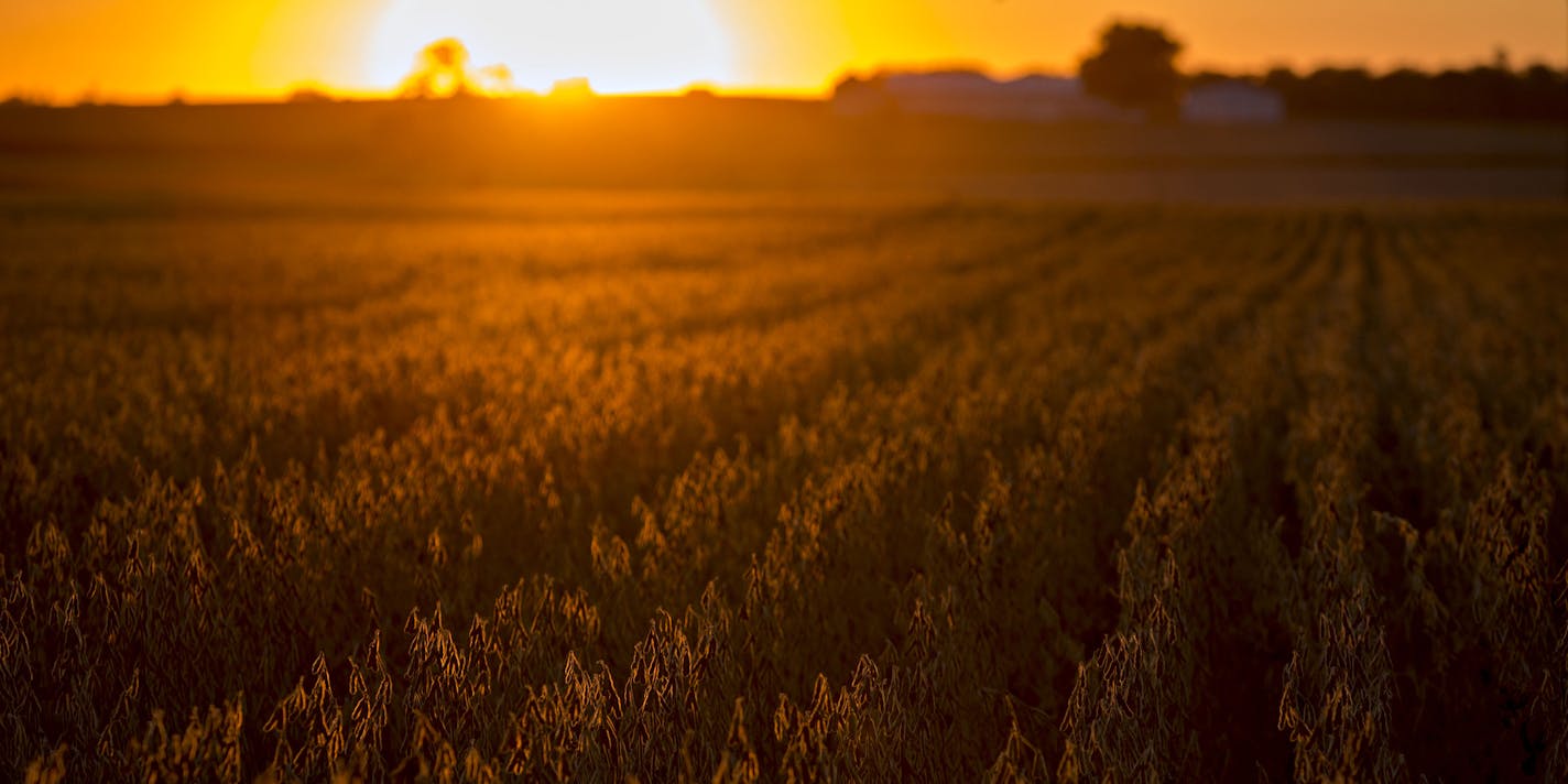 A soybean field in Buda, Ill. MUST CREDIT: Bloomberg photo by Daniel Acker.