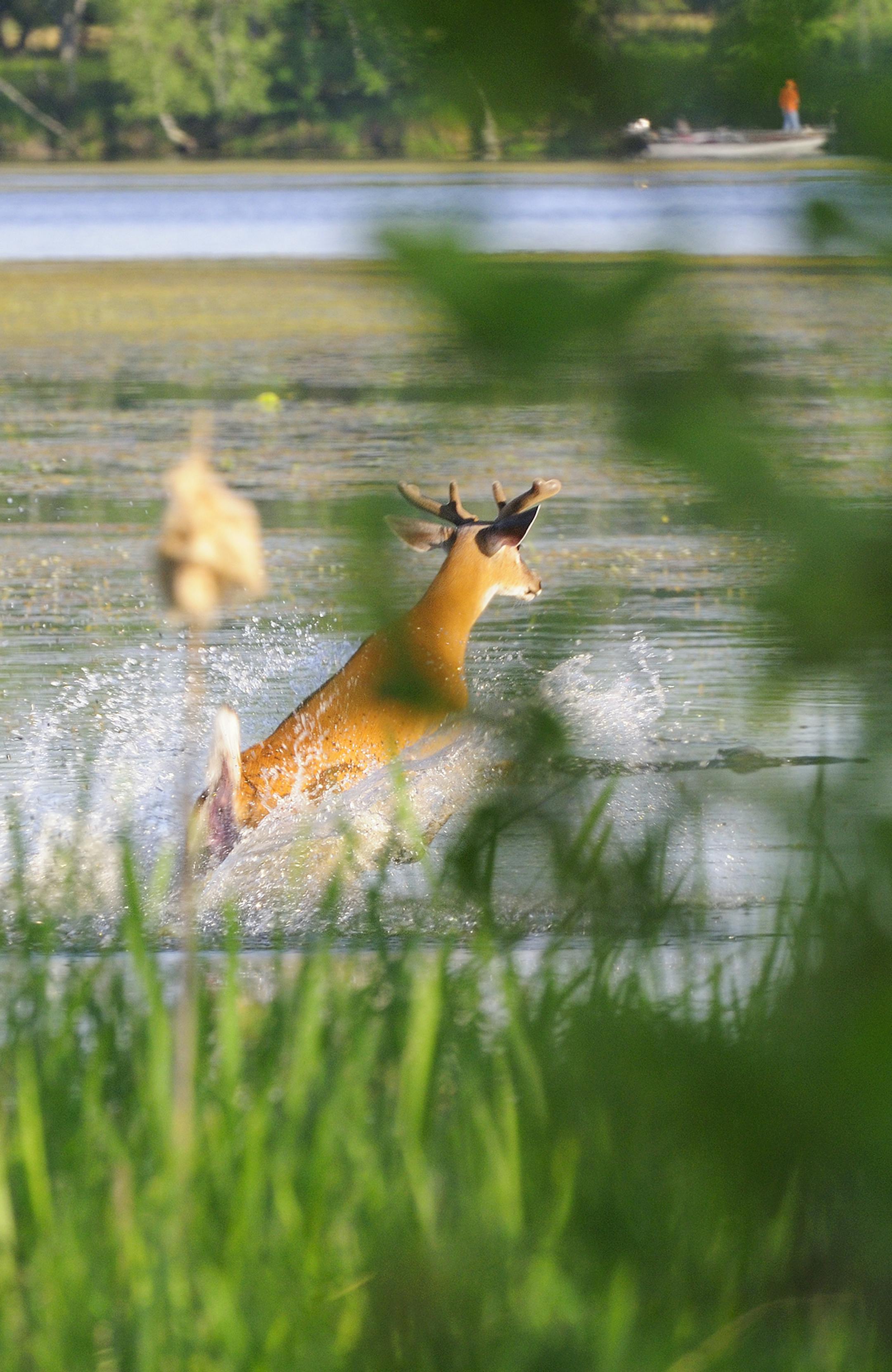While fishing for bass, Marchel was able to get this image of buck splashing through the water because his photogpraphy was keep handy.