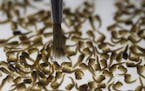 In this Feb. 1, 2016 photo, a technician from the British biotec company Oxitec, inspects the pupae of genetically modified Aedes aegypti mosquitoes, 