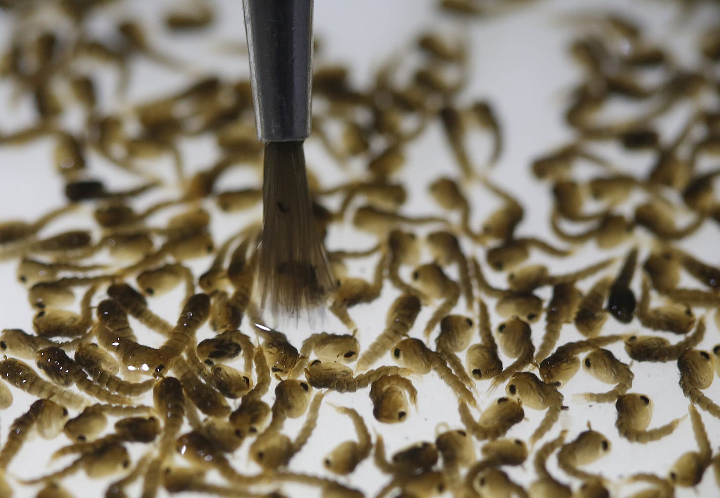 In this Feb. 1, 2016 photo, a technician from the British biotec company Oxitec, inspects the pupae of genetically modified Aedes aegypti mosquitoes, a vector for transmitting the Zika virus, in Campinas, Brazil. The company said tests begun last April as part of a dengue-fighting program in the small southeastern city of Piracicaba suggested the release of the GM males reduced the wild Aedes larvae population in the target neighborhood by more than 80 percent. Brazil is in the midst of a Zika o