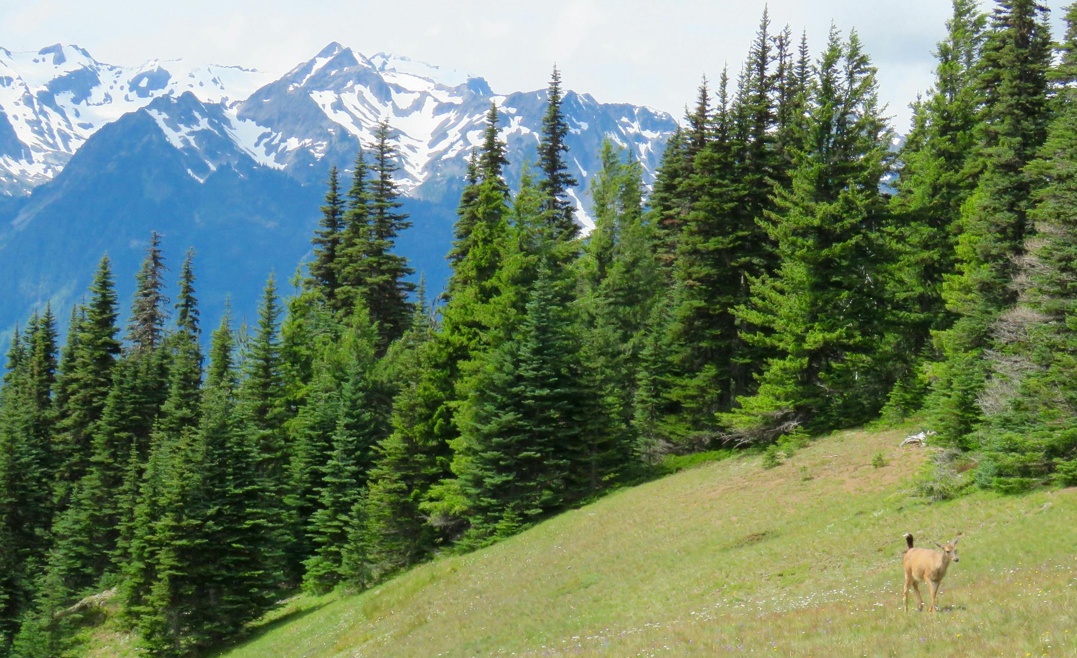 Deer scamper through the meadows and tuck beneath tree roots not far from picnic tables at Olympic National Parkís Hurricane Ridge.
Photos by Lisa Meyers McClintick