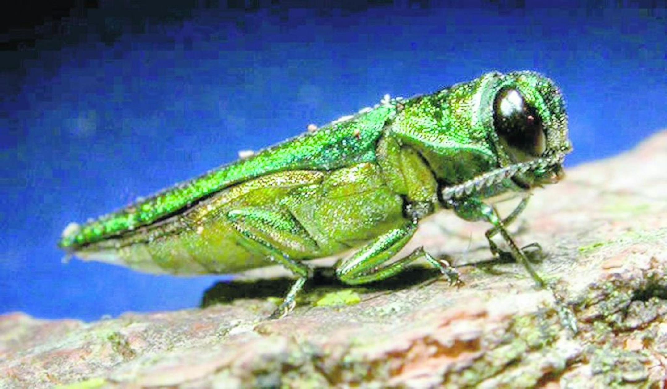 has clipping path In an undated photo provided by the Minnesota Department of Natural Resources, an adult emerald ash borer is shown. The highly destructive insects which kill ash trees are metallic green and about 1/2-inch long.
