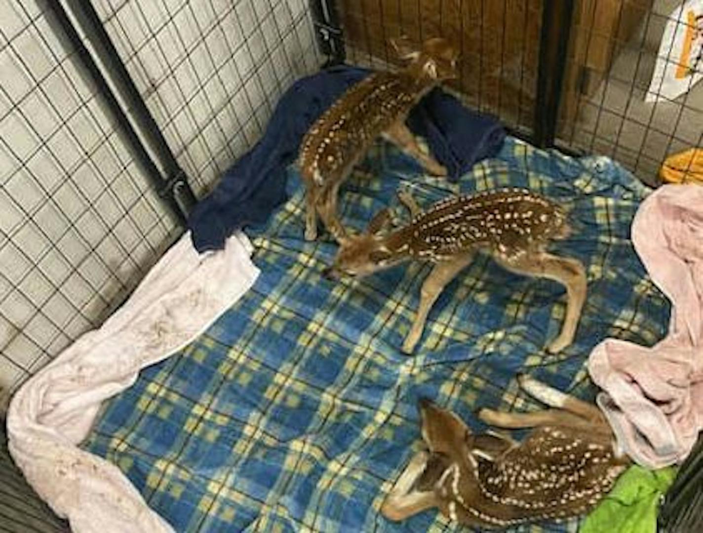 These three fawns survived but their pregnant mother did not after being hit by a vehicle in northwestern Wisconsin. Credit: Dunn County Sheriff's Office