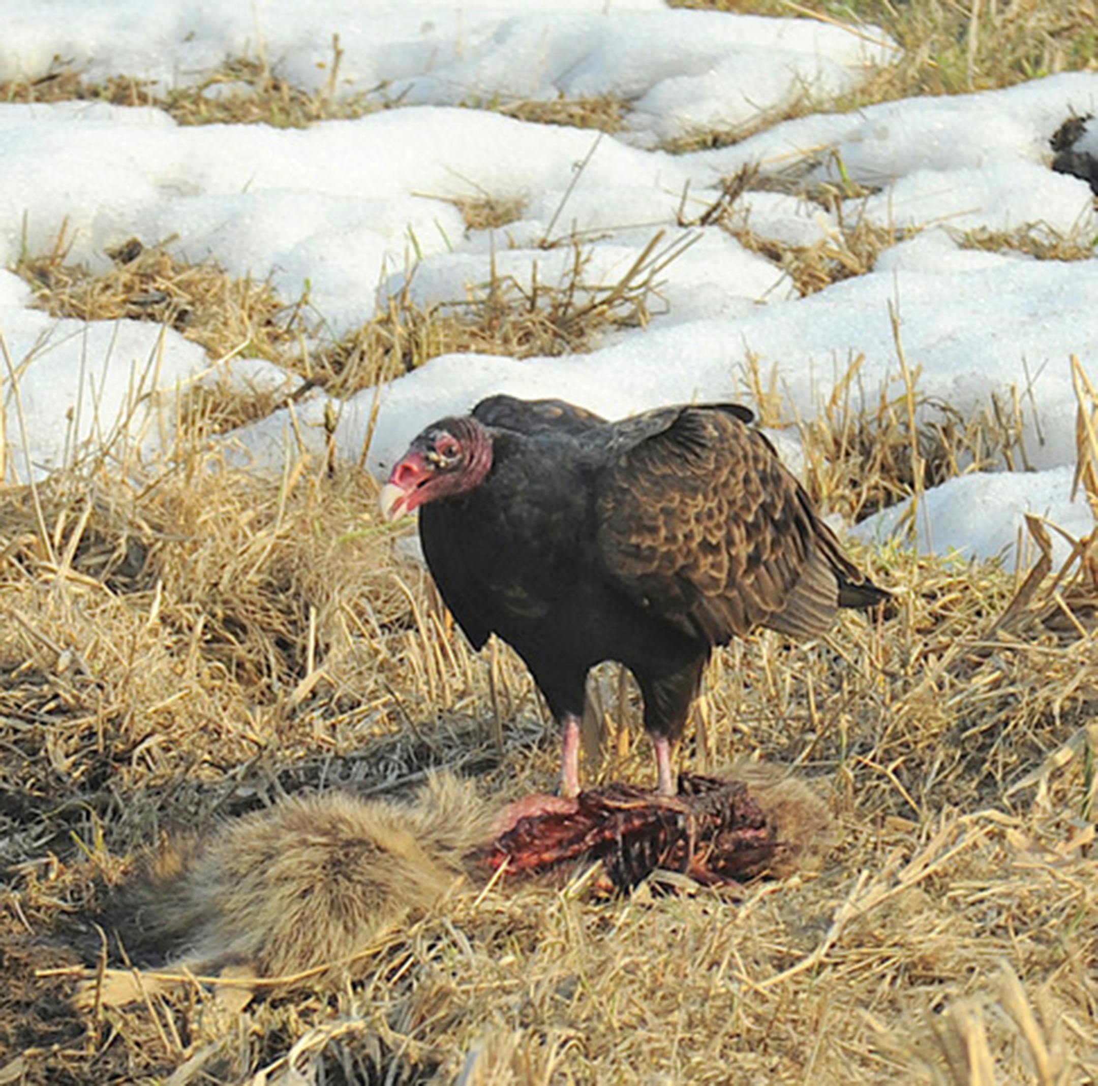 A turkey vulture stands on top of its scavenged food in