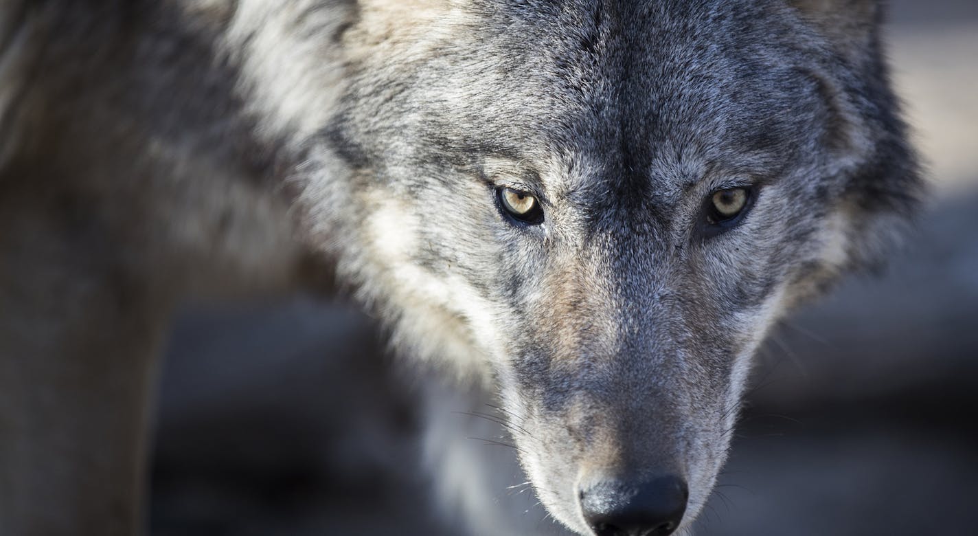 A wolf pup keeps on eye on volunteers before being moved. ] LEILA NAVIDI &#xef; leila.navidi@startribune.com BACKGROUND INFORMATION: The Wildlife Science Center moves 14 nine-month-old wolf pups from their facility in Columbus to their new facility in Linwood Township on Friday, February 17, 2017.