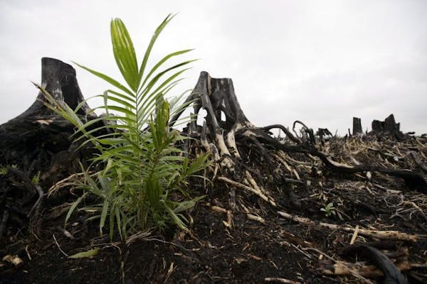 Indonesia (file photo): Regenerated palm oil trees are seen growing on the site of destroyed tropical rainforest.