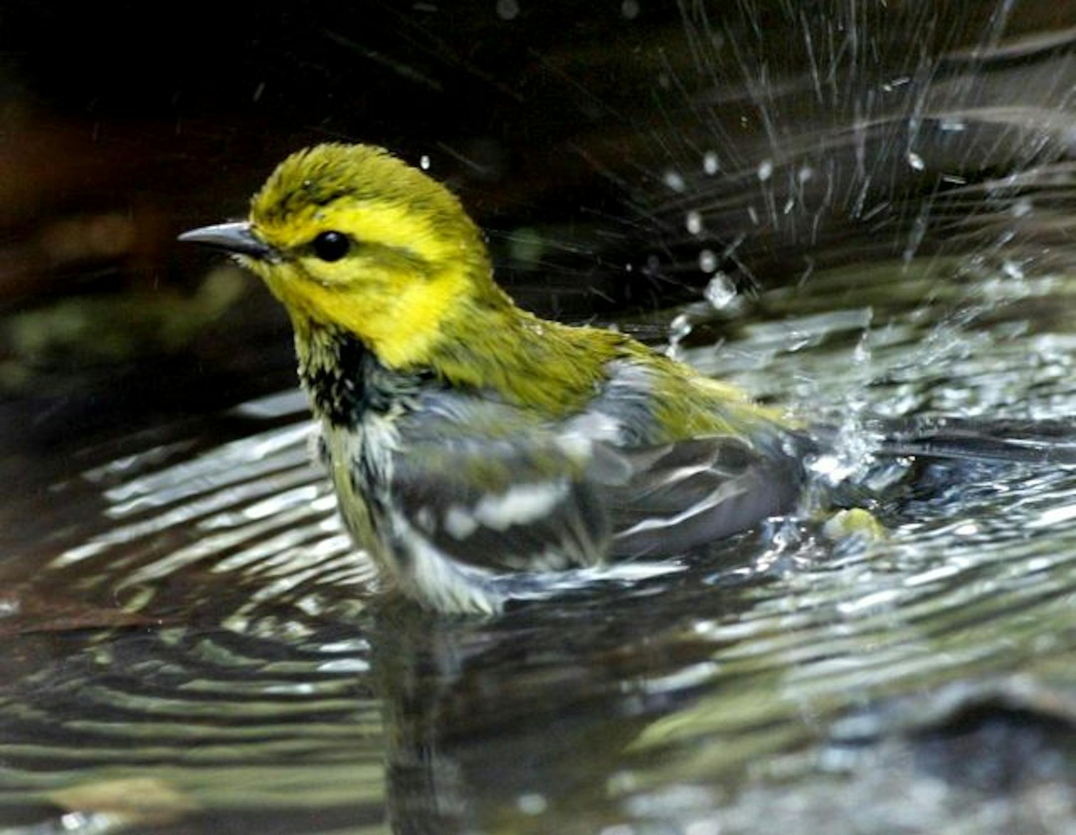 A black-throated green warbler bathes