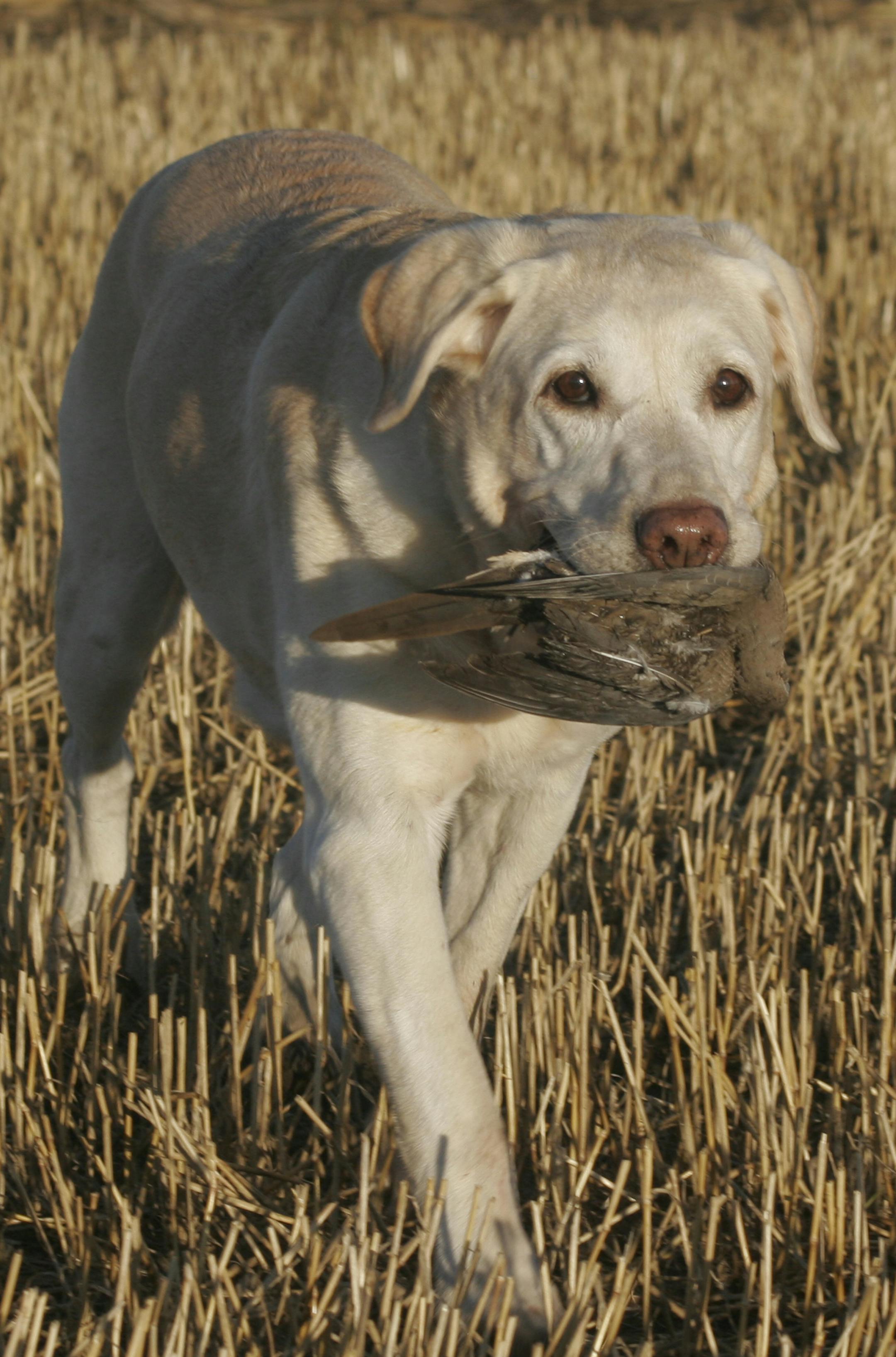 Macy, a yellow Lab, retrieves a mourning dove during a hunt last week in southwestern Minnesota. The season opened Sept. 1.