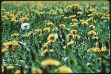 Dandelions.