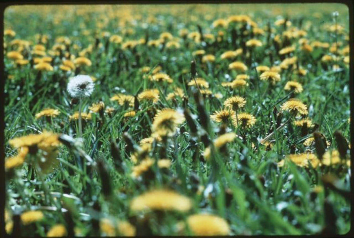 Dandelions.