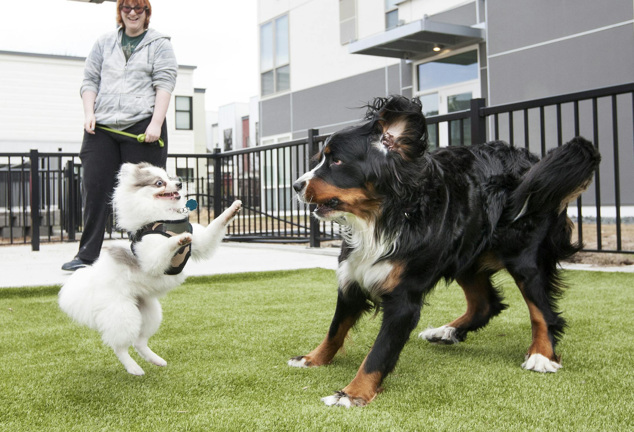 Pomeranian Meeka, left, and Bernese Mountain Dog Svenja play in the dog park area of the dog-friendly Track 29 apartments in Uptown April 26, 2014. (Courtney Perry/Special to the Star Tribune)